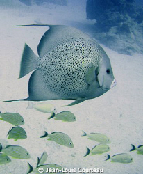 "Leader Of The Pack"
Grey angel in the waters of Jardine... by Jean-Louis Courteau 